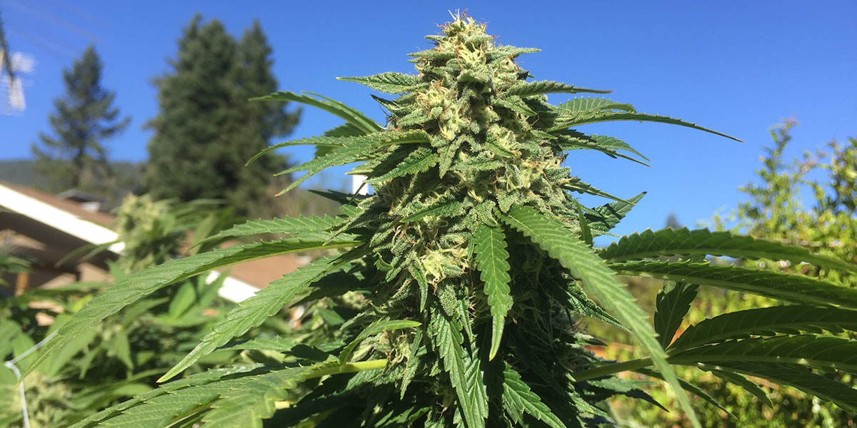 Outdoor Cannabis Sun Grown
