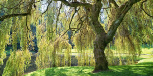 weeping willow tree