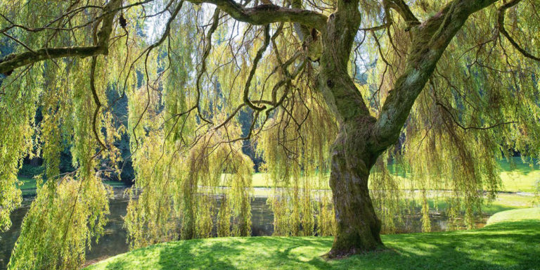 weeping willow tree