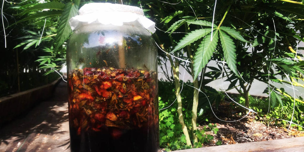 Fermented Plant Juice (FPJ) Video Tutorial Cannabis Horticultural