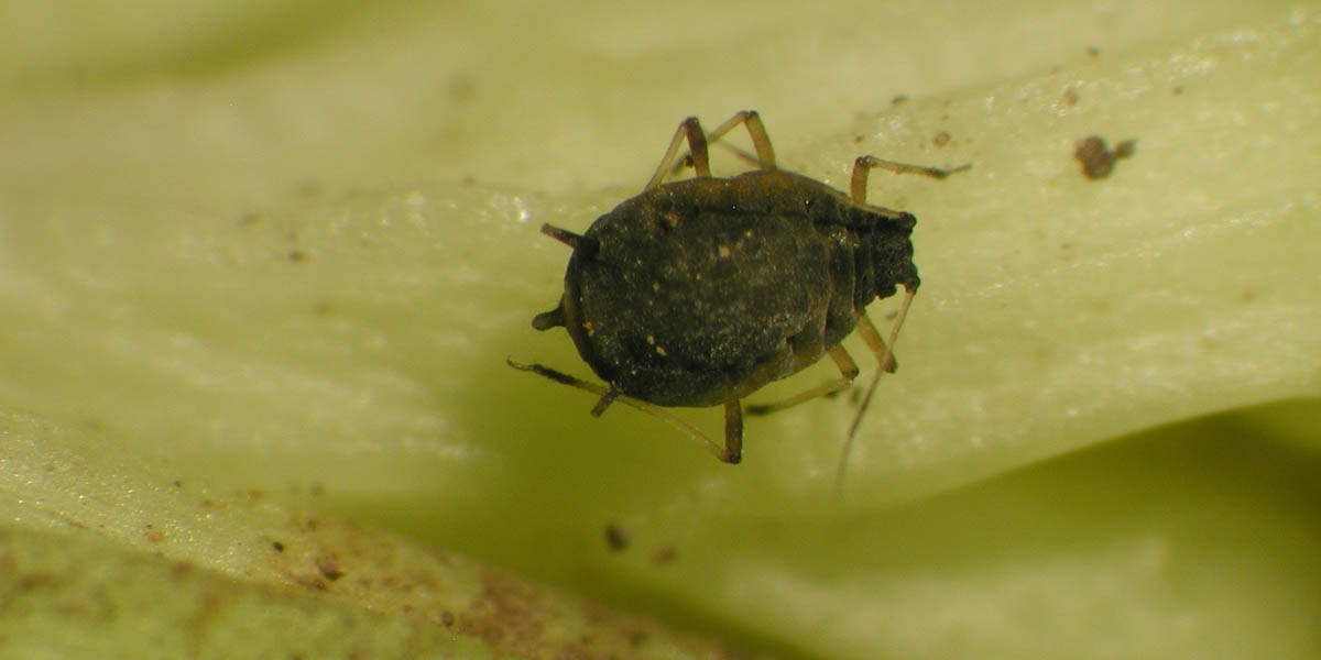 Rice Root Aphid