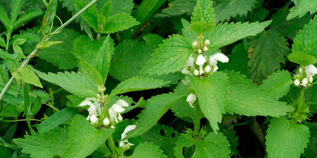 Nettle Dynamic Accumulator