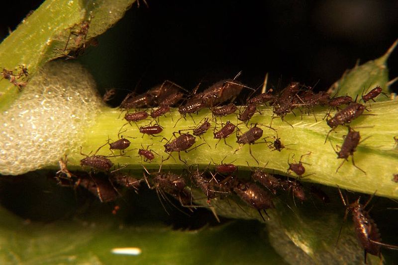 Aphids - Cannabis Horticultural Association