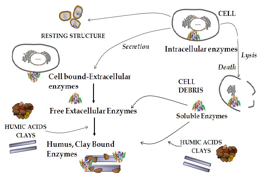 enzymes-cannabis-horticultural-association