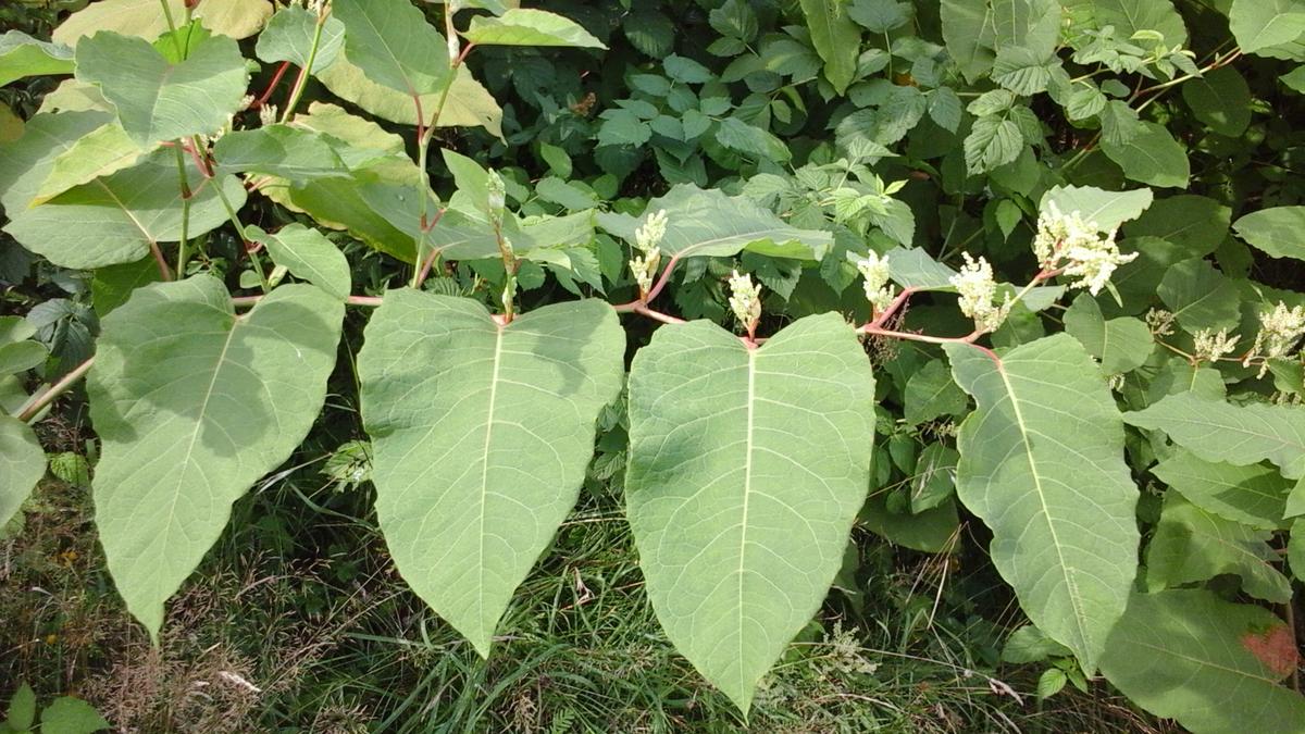 Giant Knotweed (Reynoutria sachalinensis) - Cannabis Horticultural ...