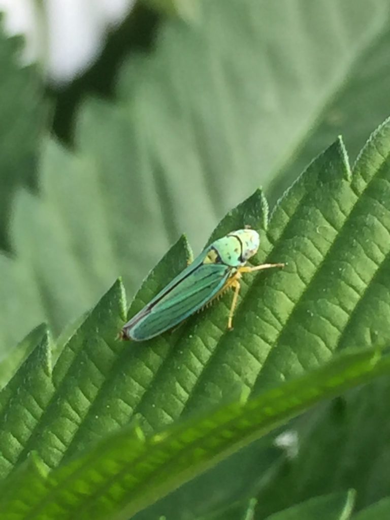 leafhoppers-cannabis-horticultural-association