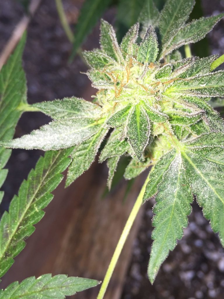Powdery Mildew Cannabis Horticultural Association 2837