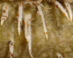 Root aphids on roots of clones