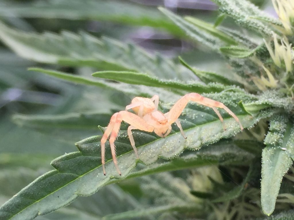 spider on cannabis