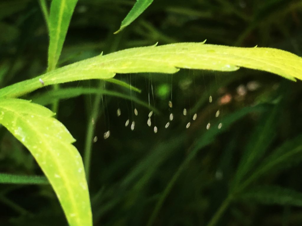  Lacewing eggs dangle from a cannabis leaf. Photo by: Cannabis Horticultural Association 