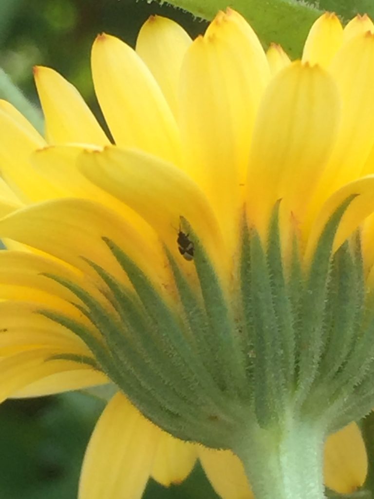  Pirate Bugs (Orius insidious) Love Calendula Flowers Photo by: Cannabis Horticultural Association 
