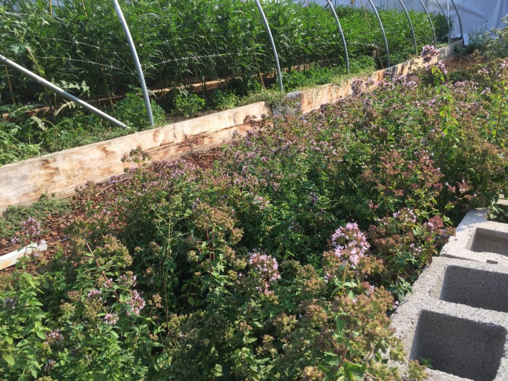  Border of Oregano Planted Nearby a Greenhouse. Photo by: Cannabis Horticultural Association 