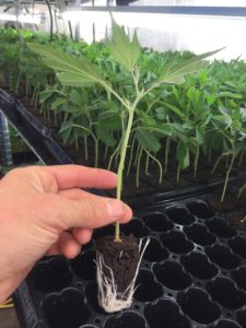  A healthy rooted clone 