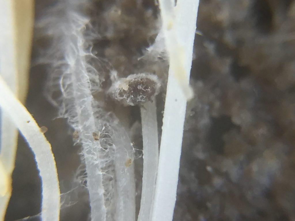  Dead root aphid infected with spores of B. bassiana. 