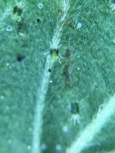  Two Spotted Spider Mite -Adults & Eggs 