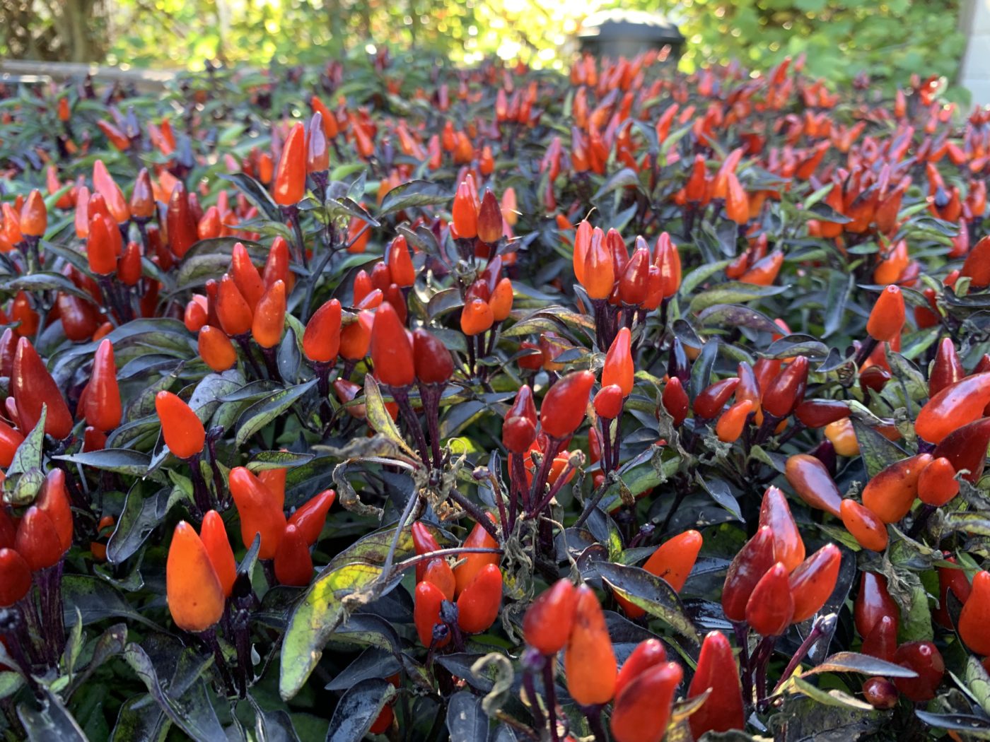 Peppers - Horticultural Association