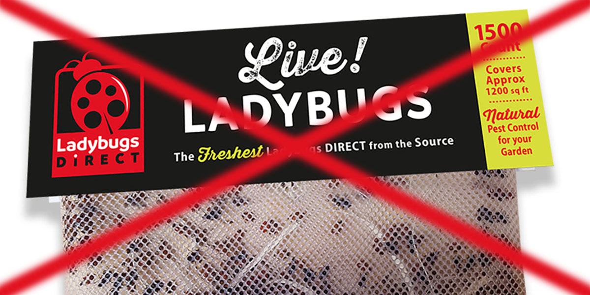 Do Not Buy Ladybugs For Your Garden