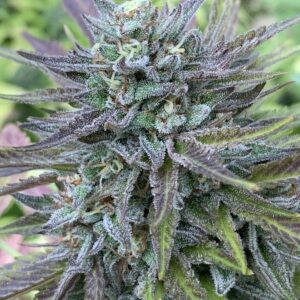 Blood Orange Kush x Slapz