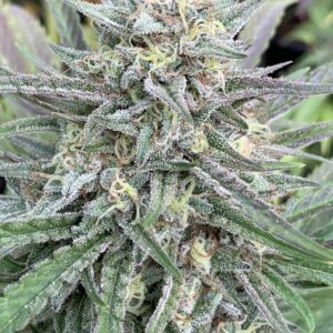 Blood Orange Kush x Slapz