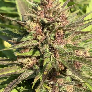 Blood Orange Kush x Slapz