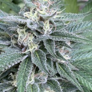 Blood Orange Kush x Slapz