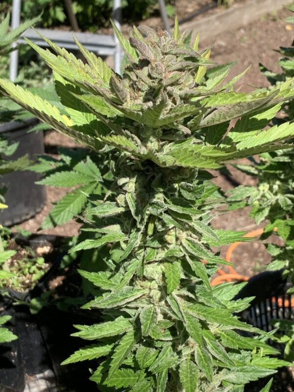 Wilson F3_13 Wilson F3 Seeds