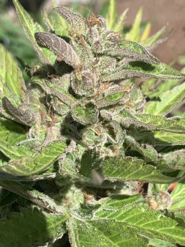 Wilson F3_15 Wilson F3 Seeds