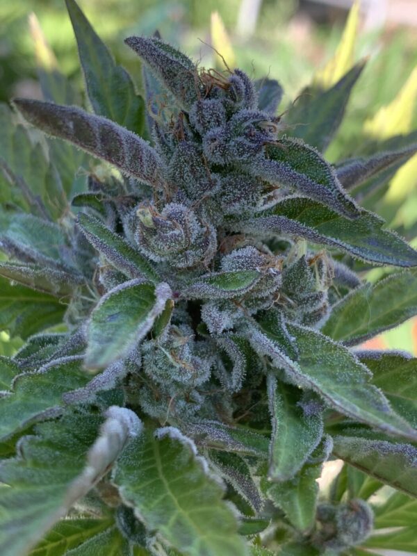 Wilson F3_17 Wilson F3 Seeds