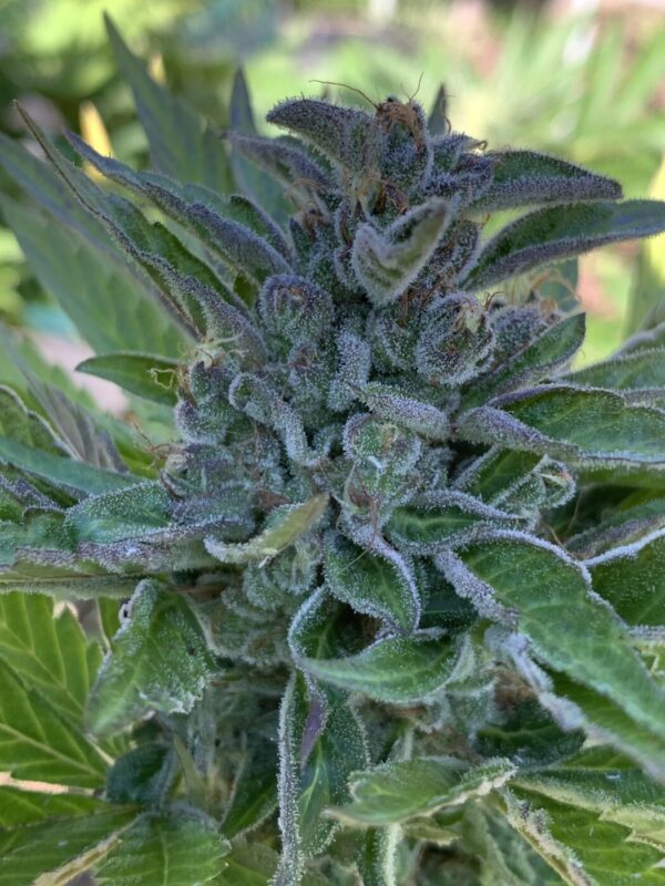 Wilson F3_20 Wilson F3 Seeds