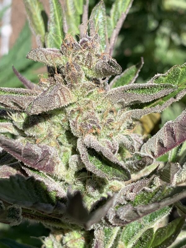 Wilson F3_33 Wilson F3 Seeds