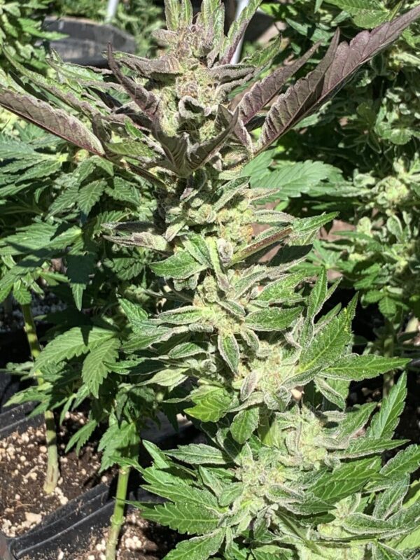 Wilson F3_36 Wilson F3 Seeds