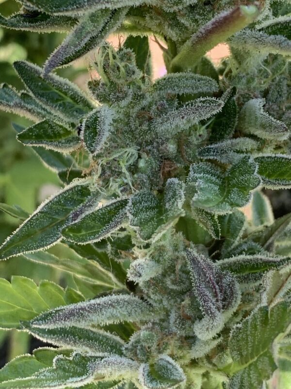 Wilson F3_37 Wilson F3 Seeds