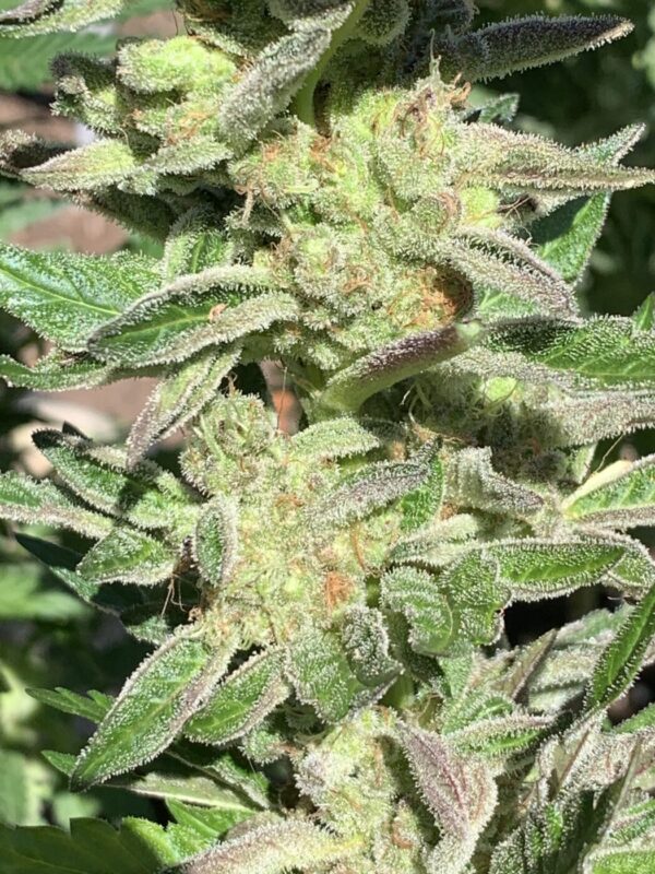 Wilson F3_39 Wilson F3 Seeds