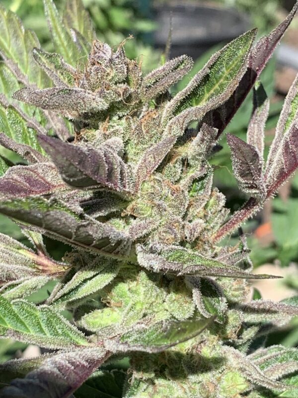 Wilson F3_44 Wilson F3 Seeds