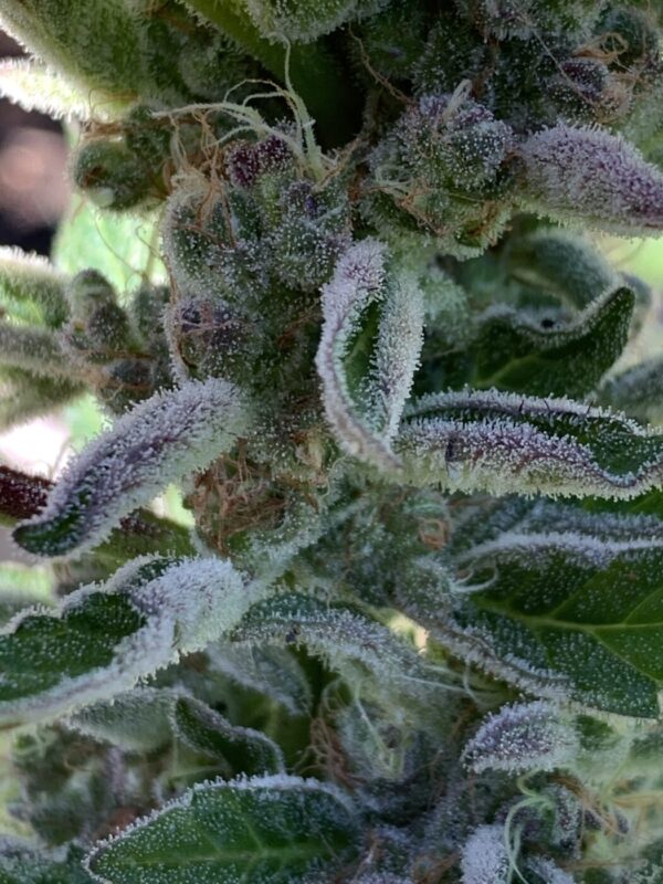 Wilson F3_51 Wilson F3 Seeds