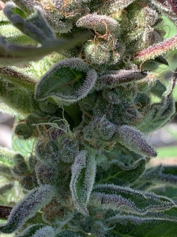 Wilson F3_54 Wilson F3 Seeds