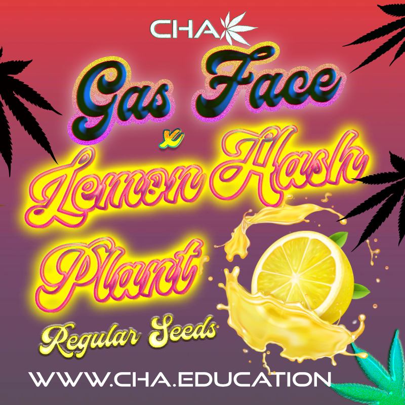 gas-face-x-lemon-hashplant-lhp-le-cannabis-horticultural-association