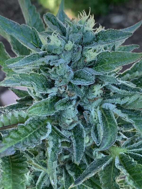 Gelato 41 x Slapz F2