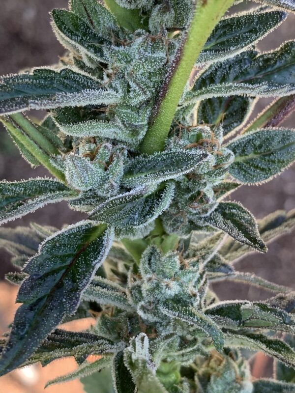 Gelato 41 x Slapz F2