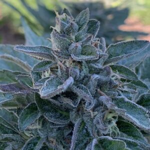 Gelato41 x Slapz Seeds