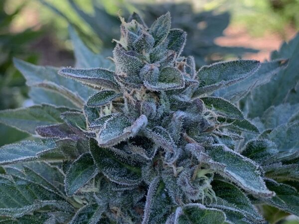 Gelato41 x Slapz Seeds