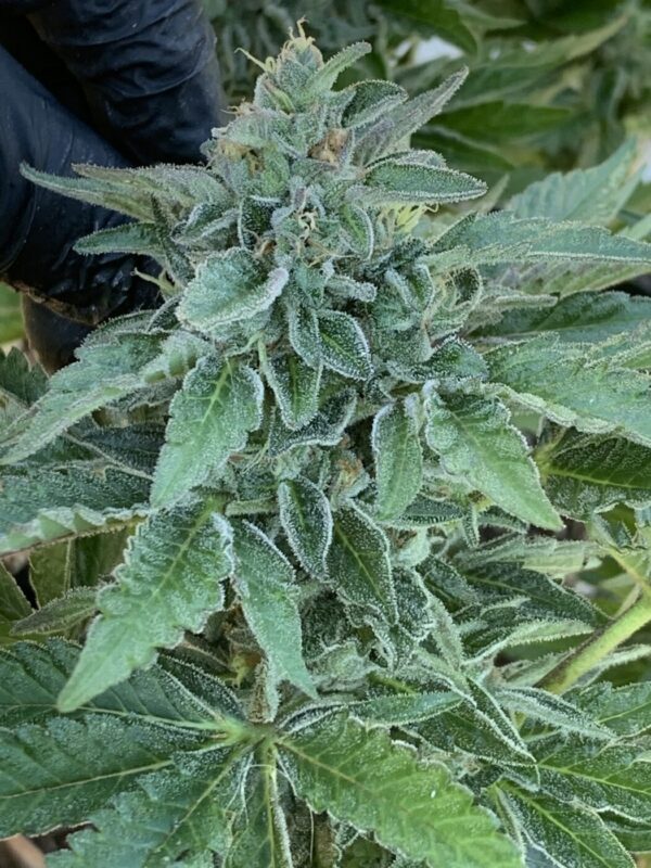 Gelato 41 x Slapz F2