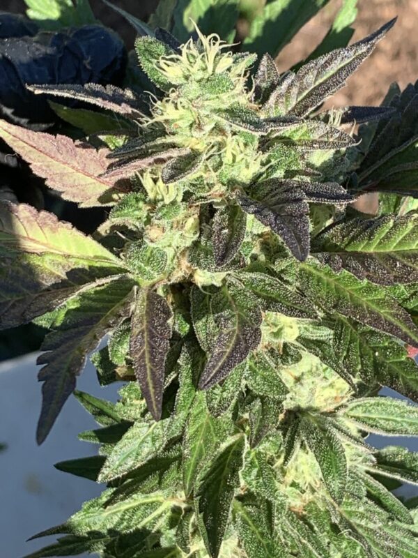 Gelato 41 x Slapz F2