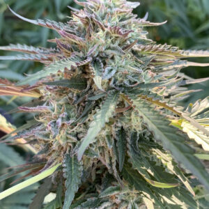 Gelato 41 x Slapz F2