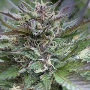 Gelato 41 x Slapz F2