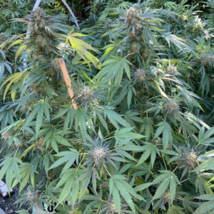 Gelato 41 x Slapz F2