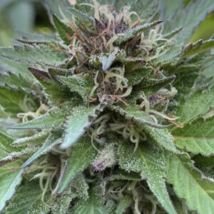 Gelato 41 x Slapz F2