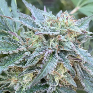 Gelato 41 x Slapz F2