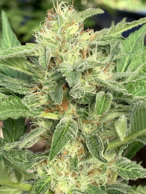 Gelonade x Tropaya_1 Gelonade x Tropaya Seeds