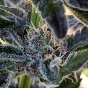 Gelonade x Tropaya Seeds